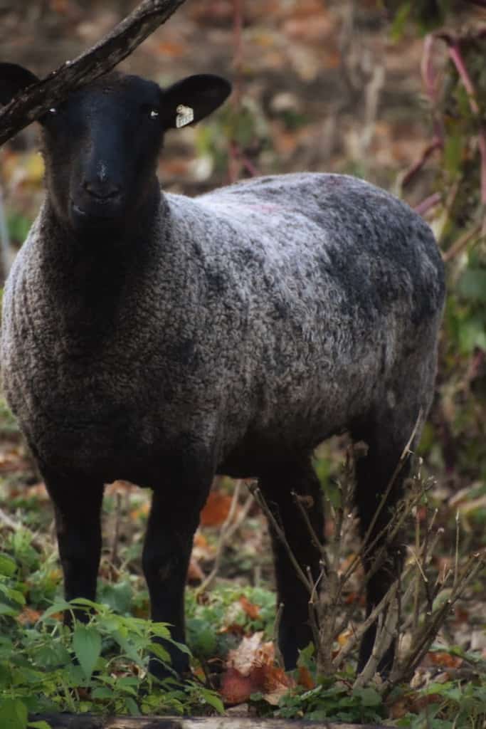 a charcoal grey sheep from Wells Tavern Farm. She is a Border Leicecster crossed with a Romney